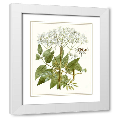 Lacy Leaves V White Modern Wood Framed Art Print with Double Matting by Unknown