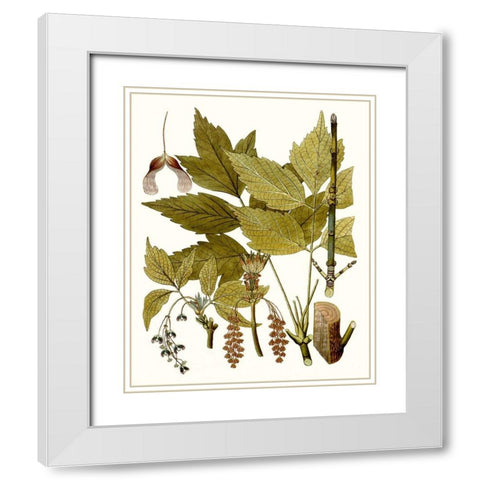 Maple Leaves I White Modern Wood Framed Art Print with Double Matting by Unknown