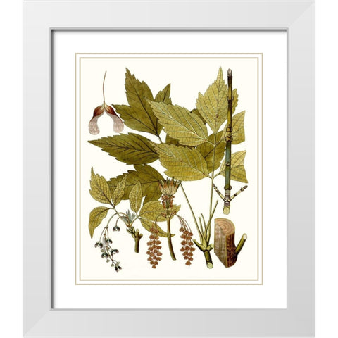 Maple Leaves I White Modern Wood Framed Art Print with Double Matting by Unknown