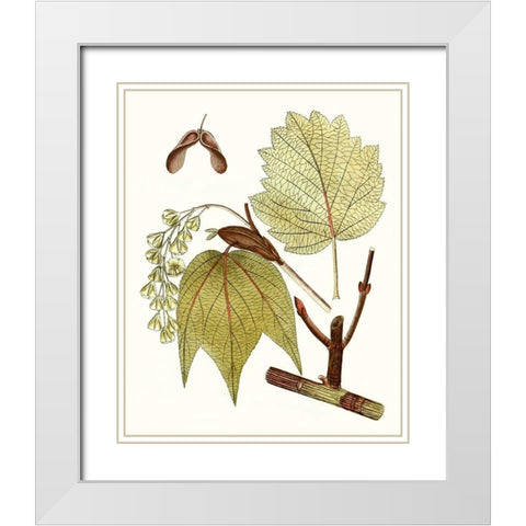 Maple Leaves II White Modern Wood Framed Art Print with Double Matting by Unknown