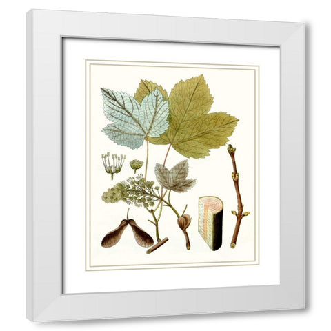 Maple Leaves IV White Modern Wood Framed Art Print with Double Matting by Unknown