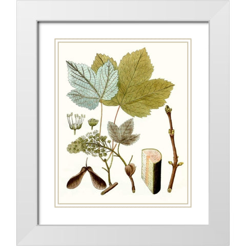 Maple Leaves IV White Modern Wood Framed Art Print with Double Matting by Unknown