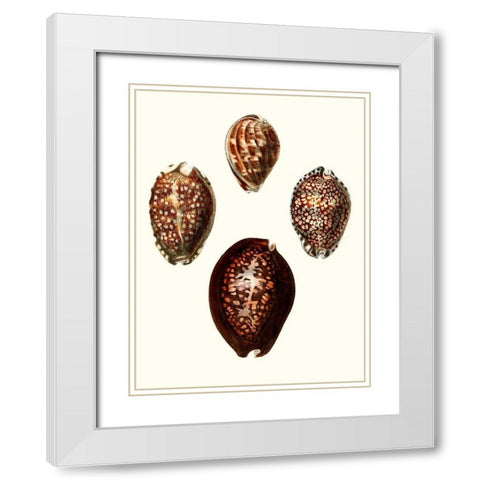 Conchologia Iconica I White Modern Wood Framed Art Print with Double Matting by Unknown