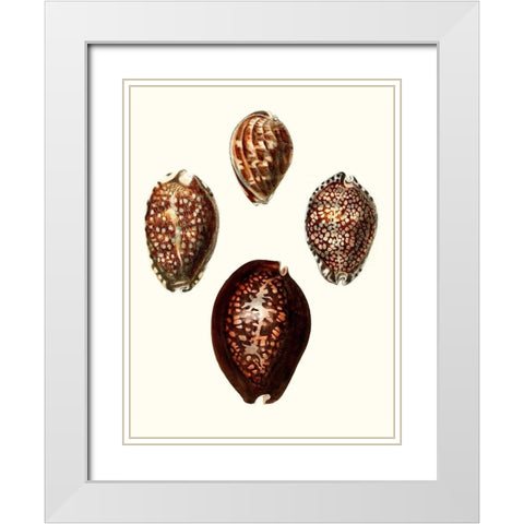 Conchologia Iconica I White Modern Wood Framed Art Print with Double Matting by Unknown