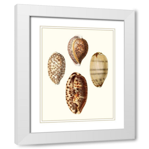 Conchologia Iconica II White Modern Wood Framed Art Print with Double Matting by Unknown