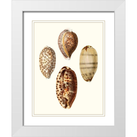 Conchologia Iconica II White Modern Wood Framed Art Print with Double Matting by Unknown