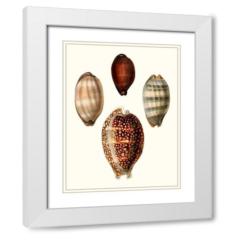 Conchologia Iconica III White Modern Wood Framed Art Print with Double Matting by Unknown