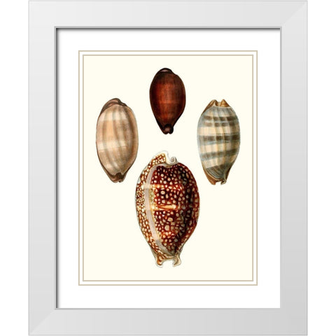 Conchologia Iconica III White Modern Wood Framed Art Print with Double Matting by Unknown