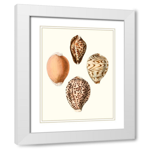 Conchologia Iconica IV White Modern Wood Framed Art Print with Double Matting by Unknown
