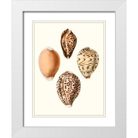 Conchologia Iconica IV White Modern Wood Framed Art Print with Double Matting by Unknown