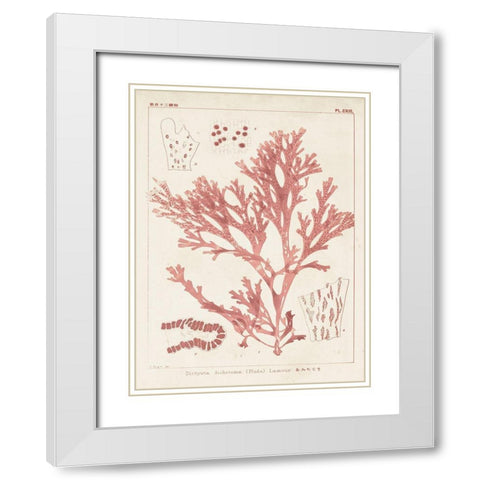 Antique Coral Seaweed I White Modern Wood Framed Art Print with Double Matting by Vision Studio