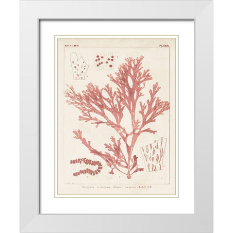 Antique Coral Seaweed I White Modern Wood Framed Art Print with Double Matting by Vision Studio