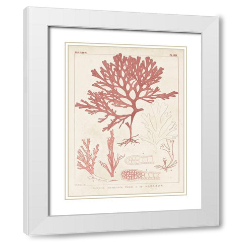 Antique Coral Seaweed II White Modern Wood Framed Art Print with Double Matting by Vision Studio