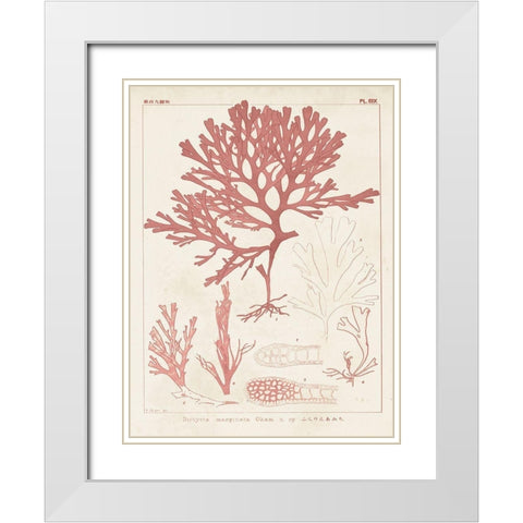 Antique Coral Seaweed II White Modern Wood Framed Art Print with Double Matting by Vision Studio