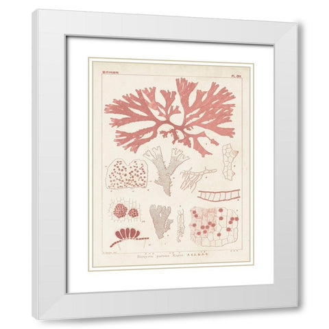 Antique Coral Seaweed III White Modern Wood Framed Art Print with Double Matting by Vision Studio