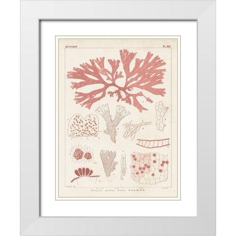 Antique Coral Seaweed III White Modern Wood Framed Art Print with Double Matting by Vision Studio