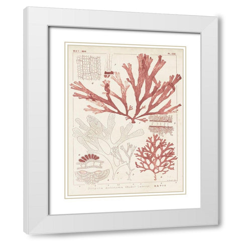 Antique Coral Seaweed IV White Modern Wood Framed Art Print with Double Matting by Vision Studio