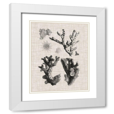 Coral Specimen I White Modern Wood Framed Art Print with Double Matting by Vision Studio