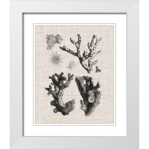 Coral Specimen I White Modern Wood Framed Art Print with Double Matting by Vision Studio