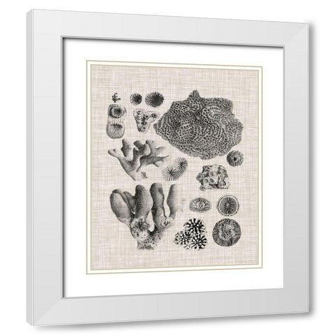 Coral Specimen II White Modern Wood Framed Art Print with Double Matting by Vision Studio