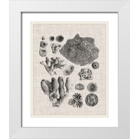 Coral Specimen II White Modern Wood Framed Art Print with Double Matting by Vision Studio