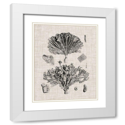 Coral Specimen III White Modern Wood Framed Art Print with Double Matting by Vision Studio