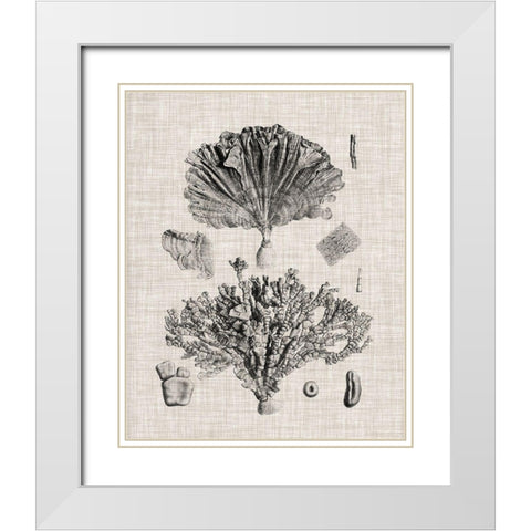 Coral Specimen III White Modern Wood Framed Art Print with Double Matting by Vision Studio