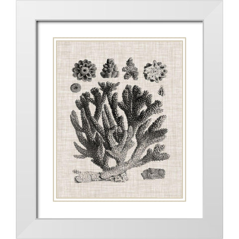 Coral Specimen IV White Modern Wood Framed Art Print with Double Matting by Vision Studio