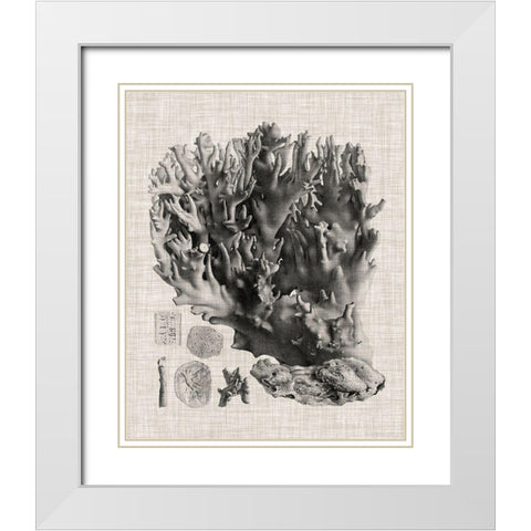 Coral Specimen V White Modern Wood Framed Art Print with Double Matting by Vision Studio