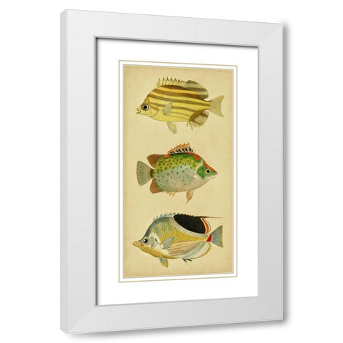 Trio of Tropical Fish I White Modern Wood Framed Art Print with Double Matting by Vision Studio