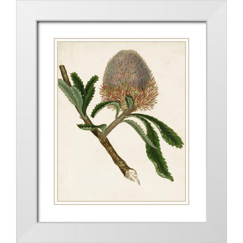 Antique Protea I White Modern Wood Framed Art Print with Double Matting by Unknown