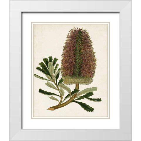 Antique Protea V White Modern Wood Framed Art Print with Double Matting by Unknown