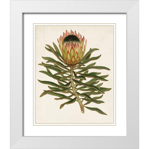 Antique Protea VI White Modern Wood Framed Art Print with Double Matting by Unknown