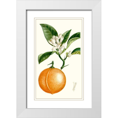 Turpin Fruit IV White Modern Wood Framed Art Print with Double Matting by Turpin
