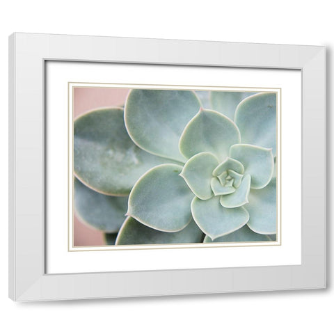 Succulent Glow III White Modern Wood Framed Art Print with Double Matting by Johnson, Jason