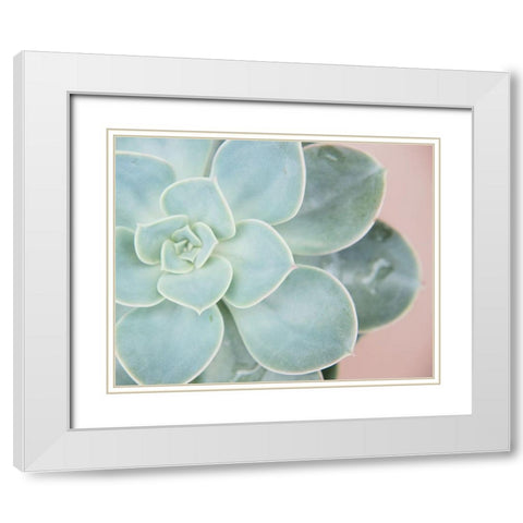 Succulent Glow IV White Modern Wood Framed Art Print with Double Matting by Johnson, Jason