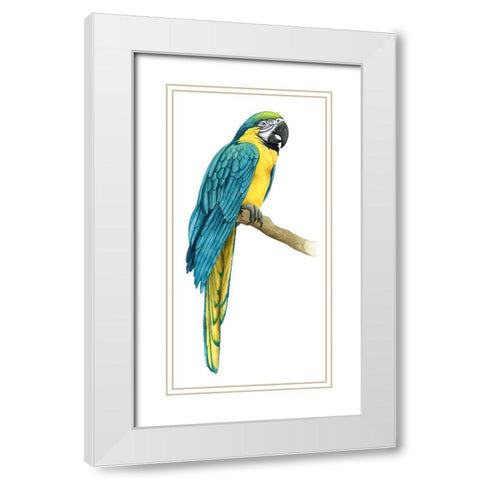 Teal Macaw I White Modern Wood Framed Art Print with Double Matting by Popp, Grace