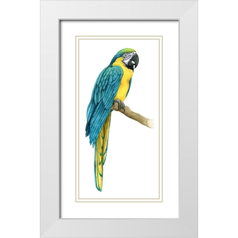 Teal Macaw I White Modern Wood Framed Art Print with Double Matting by Popp, Grace