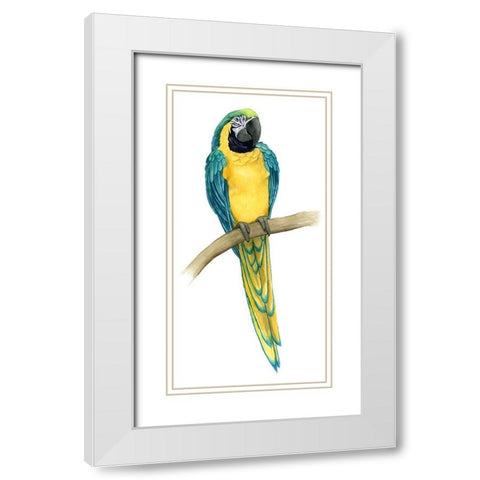 Teal Macaw II White Modern Wood Framed Art Print with Double Matting by Popp, Grace