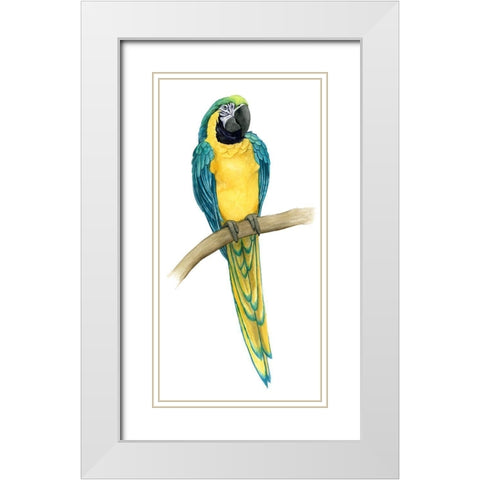 Teal Macaw II White Modern Wood Framed Art Print with Double Matting by Popp, Grace