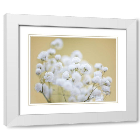 Babys Breath Study III White Modern Wood Framed Art Print with Double Matting by McLoughlin, James