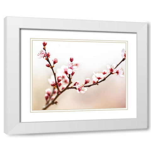 Cherry Blossom Study I White Modern Wood Framed Art Print with Double Matting by McLoughlin, James