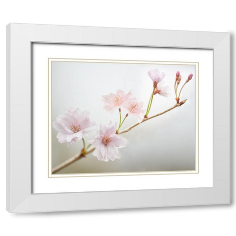 Cherry Blossom Study II White Modern Wood Framed Art Print with Double Matting by McLoughlin, James