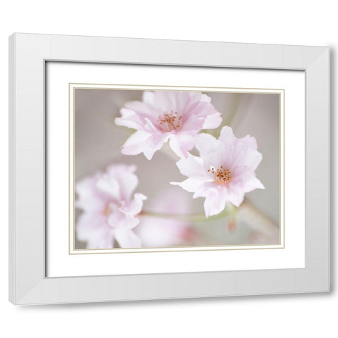 Cherry Blossom Study III White Modern Wood Framed Art Print with Double Matting by McLoughlin, James