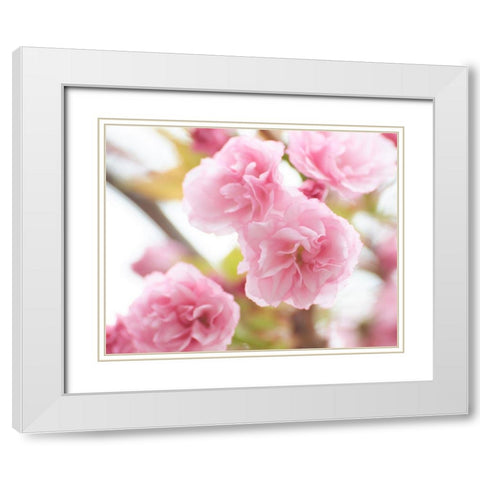Cherry Blossom Study VI White Modern Wood Framed Art Print with Double Matting by McLoughlin, James