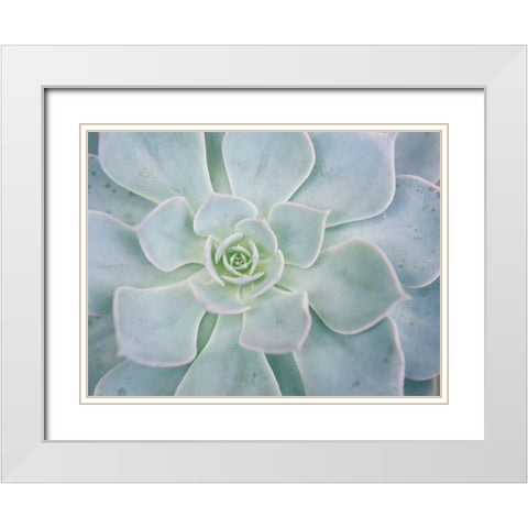 Storybook Succulent I White Modern Wood Framed Art Print with Double Matting by Johnson, Jason