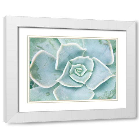 Storybook Succulent II White Modern Wood Framed Art Print with Double Matting by Johnson, Jason