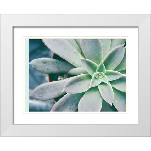 Storybook Succulent III White Modern Wood Framed Art Print with Double Matting by Johnson, Jason