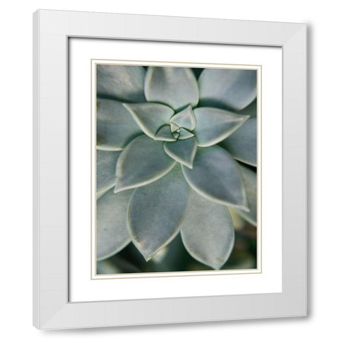 Hanging Garden Succulent II White Modern Wood Framed Art Print with Double Matting by Johnson, Jason