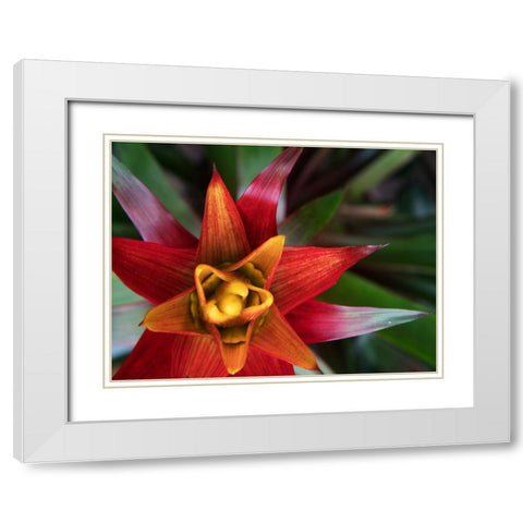 Bromeliad Burst II White Modern Wood Framed Art Print with Double Matting by Johnson, Jason